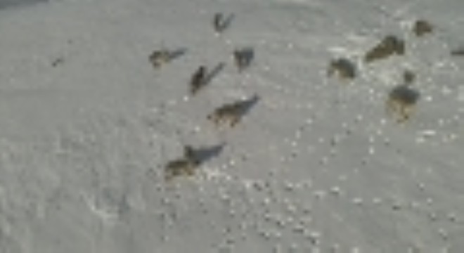 Karayazı'da kurt sürüsü gündüz vakti görüntülendi